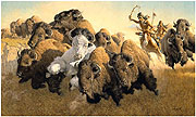 In Pursuit of the White Buffalo